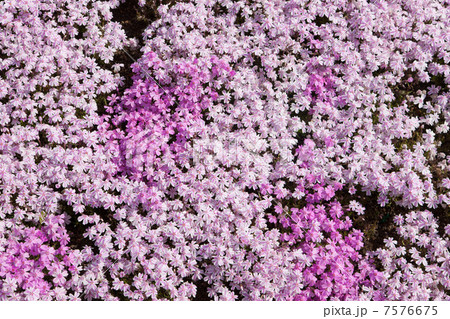 シバザクラ 7576675