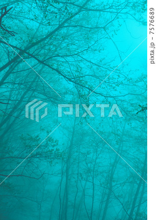 霧の森 7576689