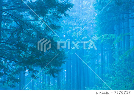 霧の森 7576717