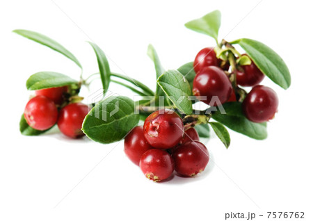 Red cowberry  7576762