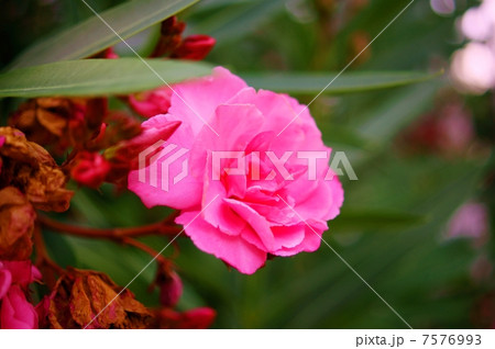 キョウチクトウ(夾竹桃) 花言葉:恵まれた人 Nerium oleander キョウチクトウ(夾竹桃) 花言葉:恵まれた人 Nerium oleander 7576993