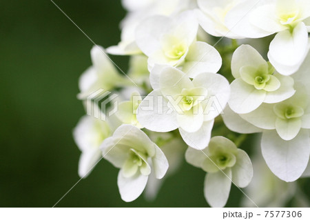 清楚な柏葉紫陽花 清楚な柏葉紫陽花 7577306