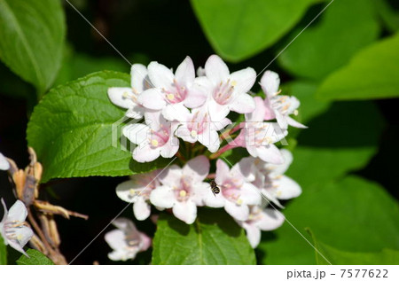 タニウツギとハナバチ♪ 7577622