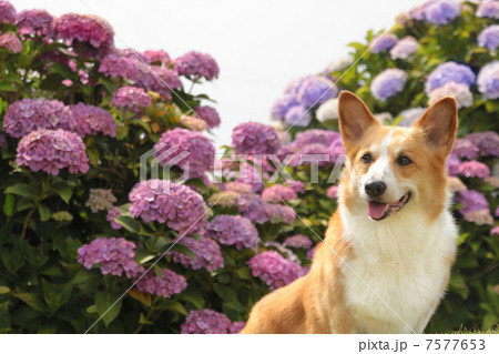 コーギーと紫陽花 7577653