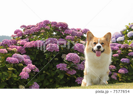 紫陽花とコーギー 紫陽花とコーギー 7577654