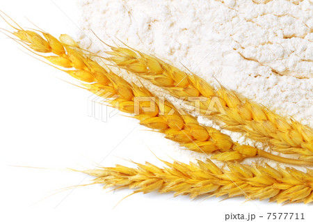 Spikelets of wheat on flour spillage.Isolated. Spikelets of wheat on flour spillage.Isolated. 7577711