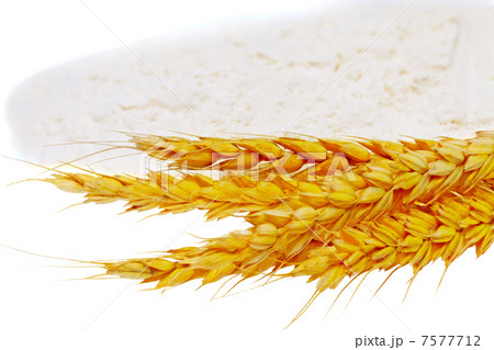 Spikelets of wheat on flour spillage.Isolated. Spikelets of wheat on flour spillage.Isolated. 7577712