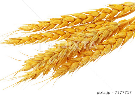 Wheat ears lie.  Isolated on white background 7577717