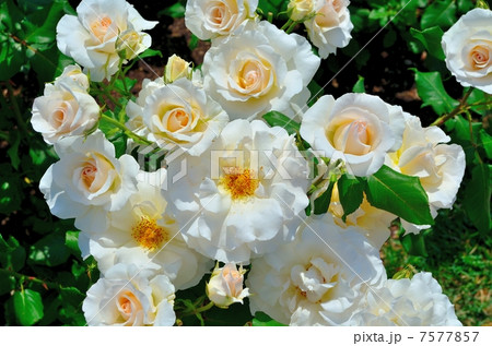 フレンチ レース 7577857