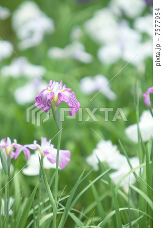 花菖蒲イメージ 7577954