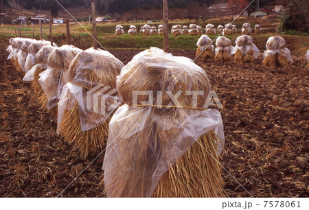 稲の杭掛け乾燥 稲の杭掛け乾燥 7578061