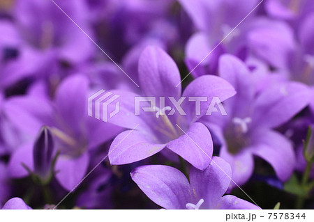 ベルフラワー 7578344