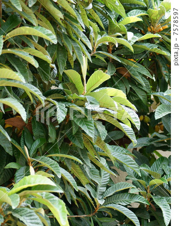 健康療法に使われる「ビワの葉」 7578597