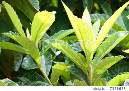 健康療法に使われる「ビワの葉」 7578623