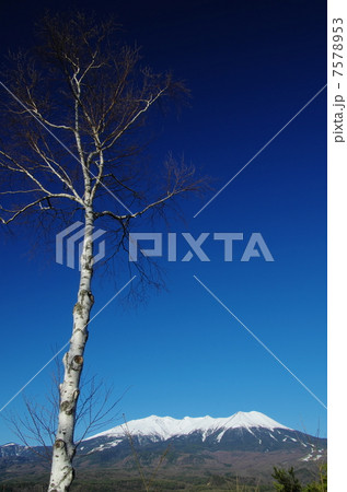 白樺と御嶽山 白樺と御嶽山 7578953