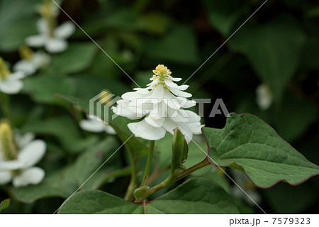 ヤエドクダタミ　八重蕺草 7579323