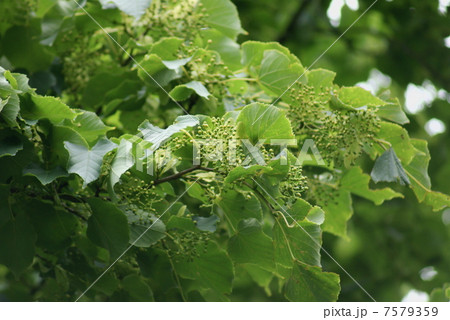 シナノキ 科の木 級の木 Tilia japonica シナノキ 科の木 級の木 Tilia japonica 7579359
