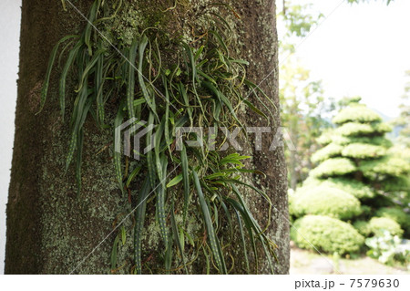 ノキシノブ ノキシノブ 7579630