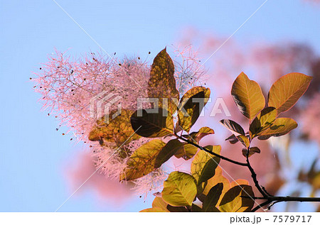 スモークツリー 7579717