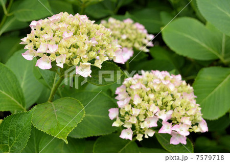 紫陽花 7579718