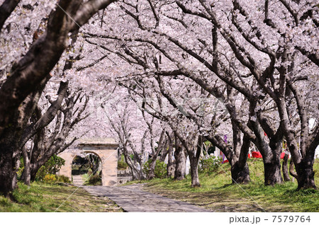 桜のアーチ 桜のアーチ 7579764