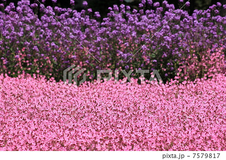 花大根とフクロナデシコ 7579817