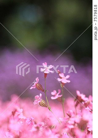 花大根とフクロナデシコ 7579818
