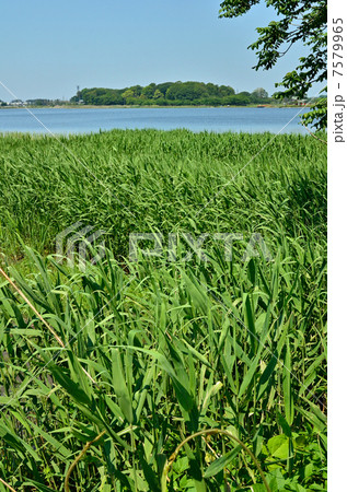 多々良沼散歩・多々良沼  多々良沼散歩・多々良沼  7579965