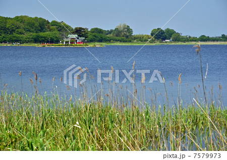 多々良沼散歩・多々良沼　パノラマ風景 7579973