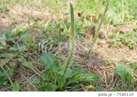 オオバコの花 7580110