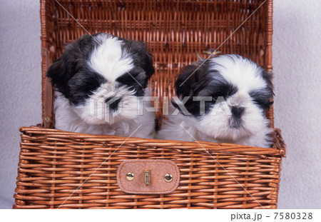 シーズ シーズ 7580328