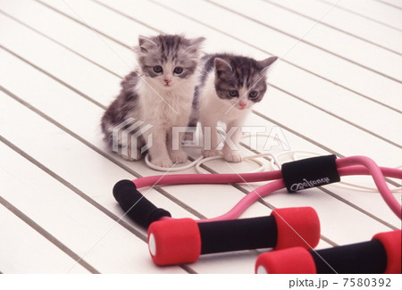 二匹の仔猫 二匹の仔猫 7580392