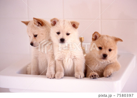 仲良し仔犬 仲良し仔犬 7580397