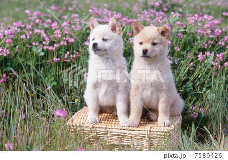 仲良し仔犬 仲良し仔犬 7580426