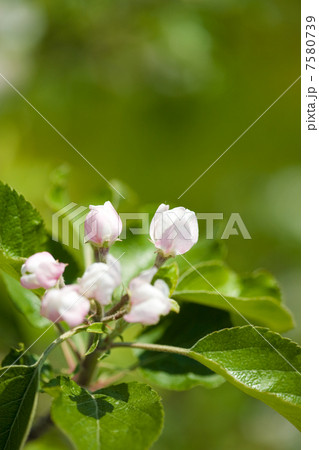りんごの花 7580739
