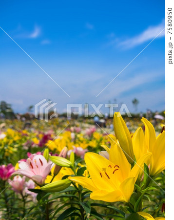 大阪舞島ゆり園 大阪舞島ゆり園 7580950