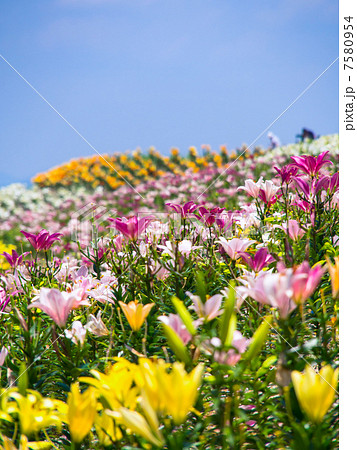 大阪舞島ゆり園 大阪舞島ゆり園 7580954