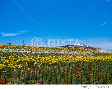 大阪舞島ゆり園 大阪舞島ゆり園 7580974