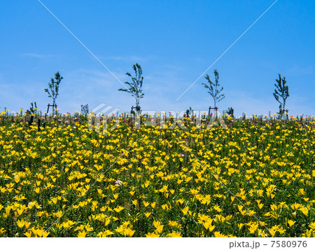 大阪舞島ゆり園 大阪舞島ゆり園 7580976
