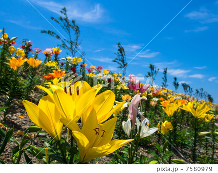 大阪舞島ゆり園 大阪舞島ゆり園 7580979