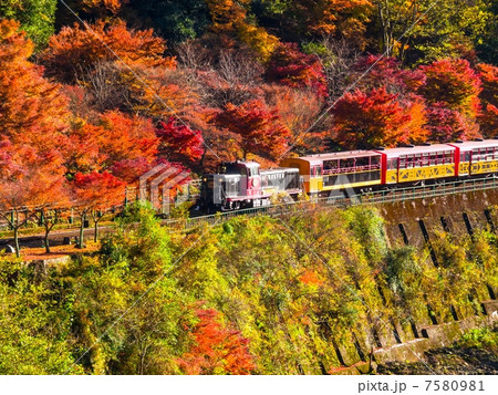 紅葉のトロッコ列車 7580981
