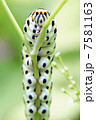 キアゲハ幼虫 7581163