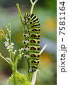 キアゲハ幼虫 7581164