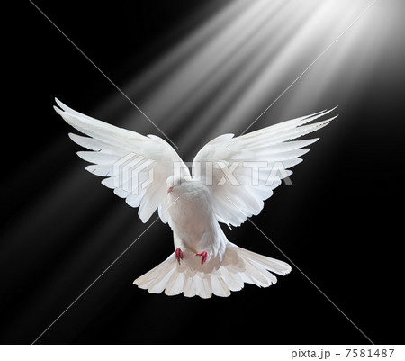 A free flying white dove isolated on a black A free flying white dove isolated on a black 7581487