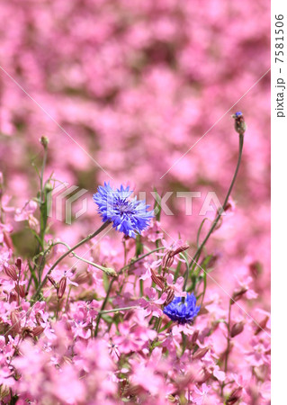フクロナデシコの中で咲く矢車菊 フクロナデシコの中で咲く矢車菊 7581506