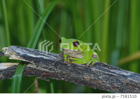 モリアオガエル 7581510