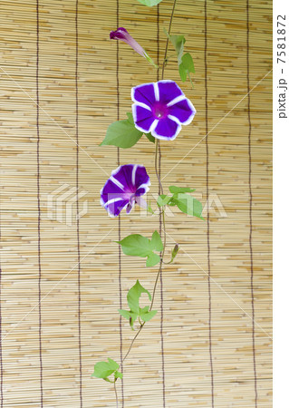 夏の風物詩・朝顔 7581872