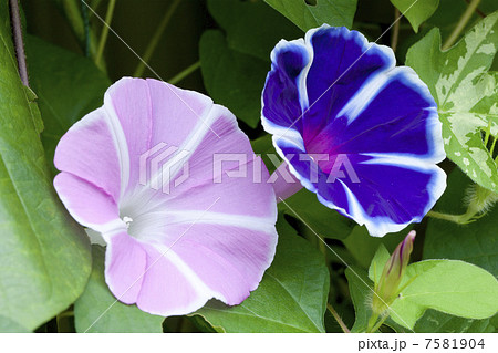 夏の風物詩・朝顔 7581904