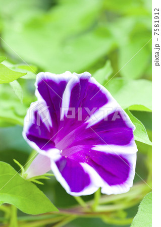 夏の風物詩・朝顔 7581912