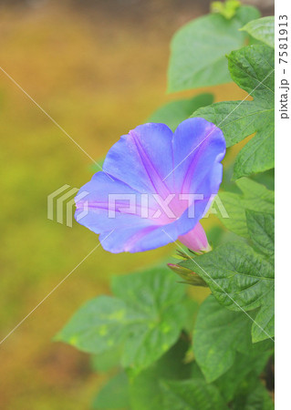 夏の風物詩・朝顔 7581913